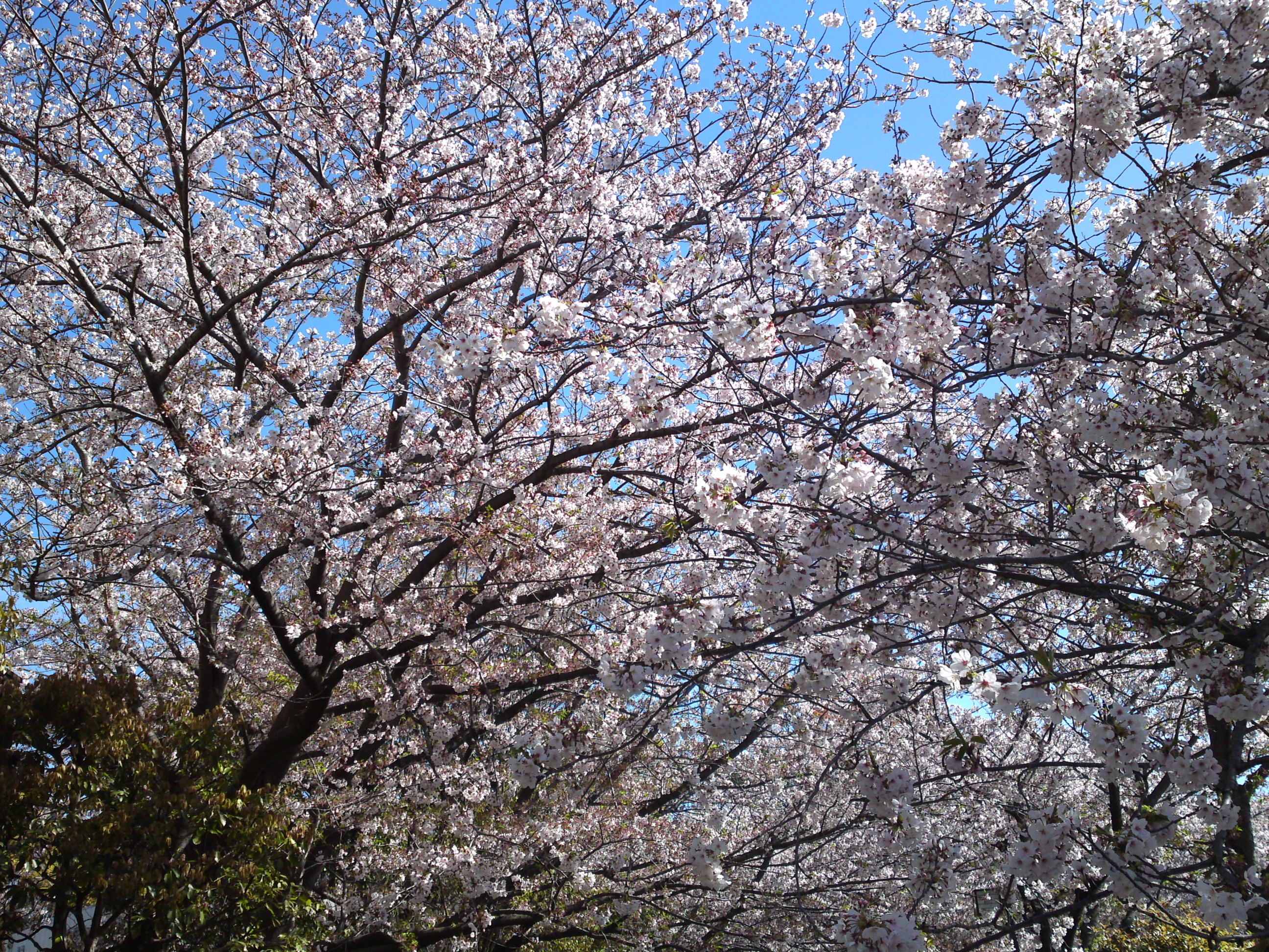2019年春一之江境川親水公園に咲く桜２７