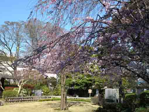 cherry blossoms in Ichinoe Makkotei