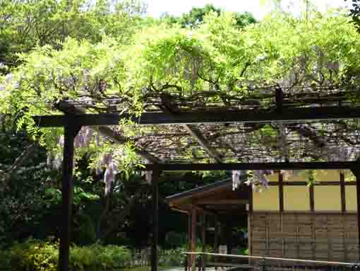 wisteria flowers blooming