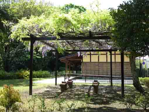 a wisteria trellis in Nanushi Yashiki