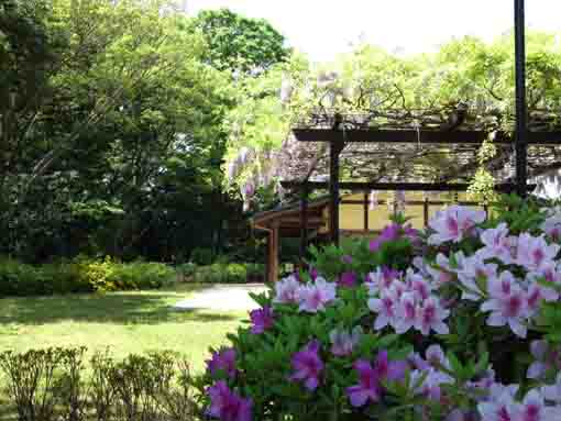 azaleas blooming in Nanushi Yashiki