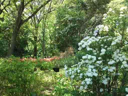 summer in the garden of Nanushi Yashiki
