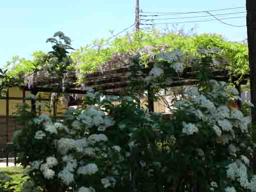 early summer in Ichinoe Nanushi Yashiki