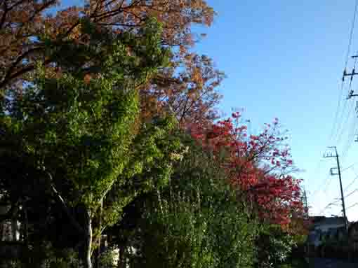 colored trees in the water park