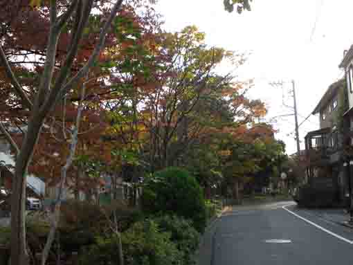colorful leaves along the road