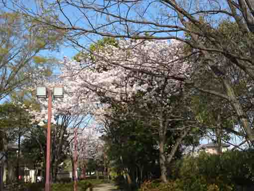 cherry trees in the woods