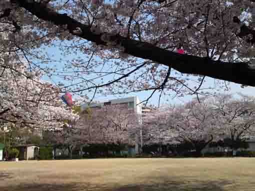 船堀六丁目公園の桜並木
