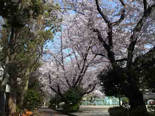 船堀６丁目グランドの桜並木