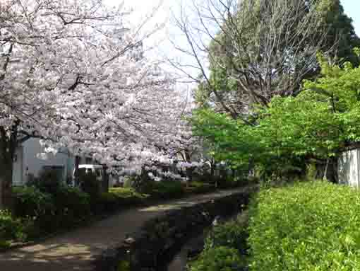 full blooming sakura trees along the river