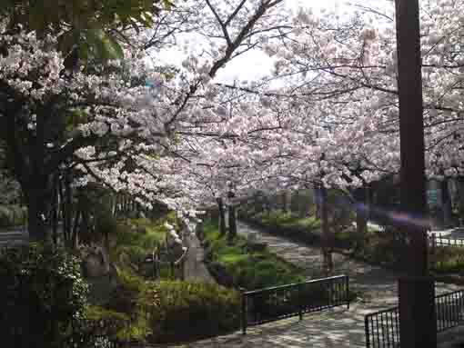 a small bridge and cherry trees