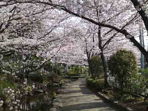 桜並木の中の散歩道