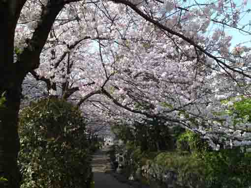 full of cherry blossoms on the branches