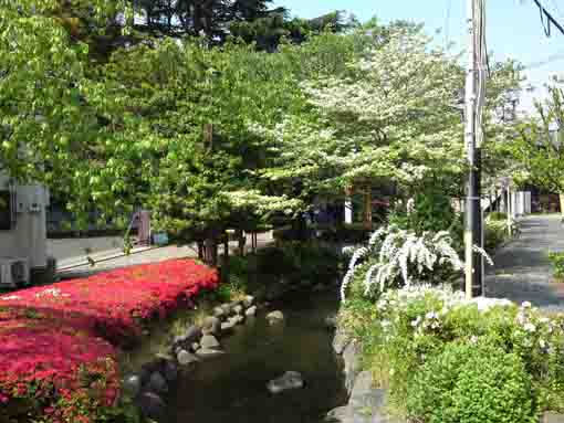 Azaleas along Ichinoe Sakaigawa Water Park