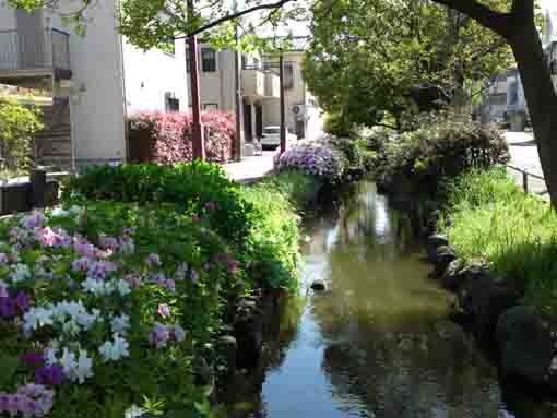 azaleas along the river