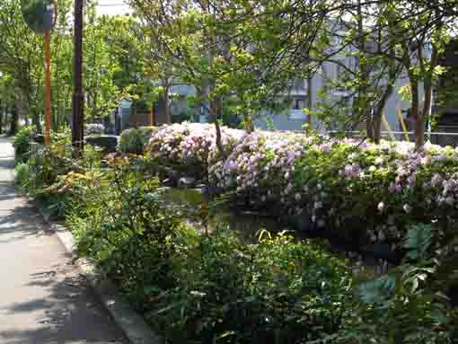 beautiful azaleas along the river