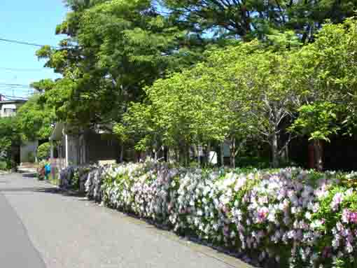 azaleas forming a wall