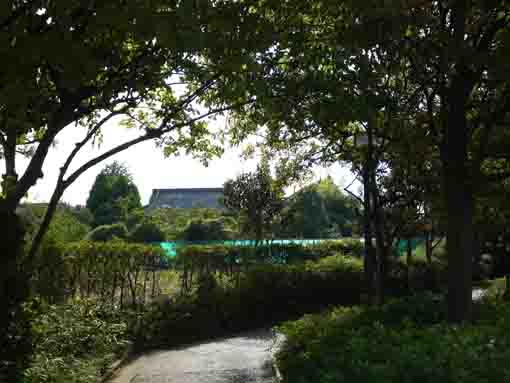 green woods in Ichinoe Sakaigawa