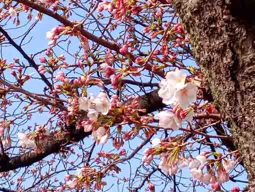 令和４年一之江境川親水公園桜の開花２