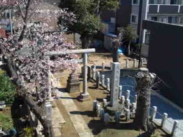 入日神社と参道脇の桜