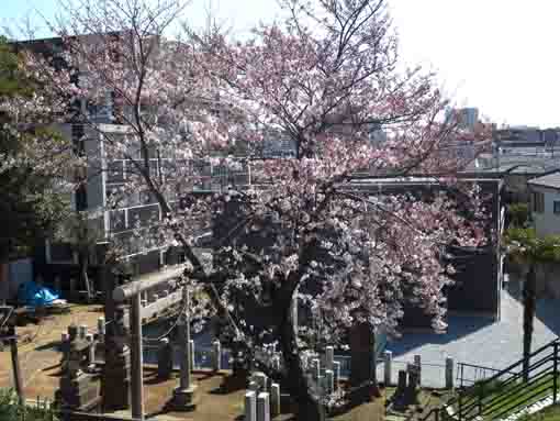 入日神社の桜の木