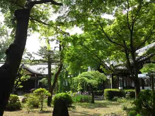 真間山弘法寺に咲く菖蒲の花