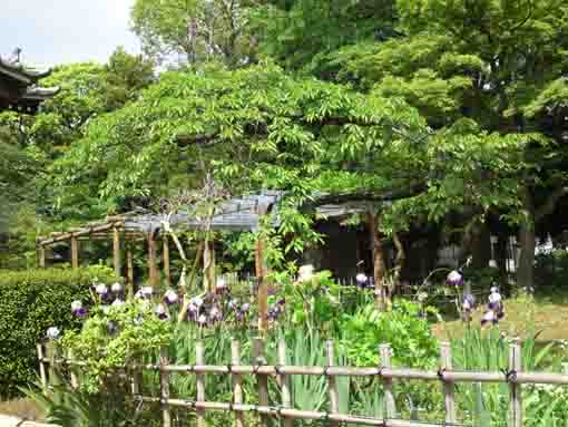 藤棚下に咲く弘法寺菖蒲の花