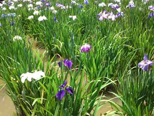 irises blooming on the basin in Edogawa
