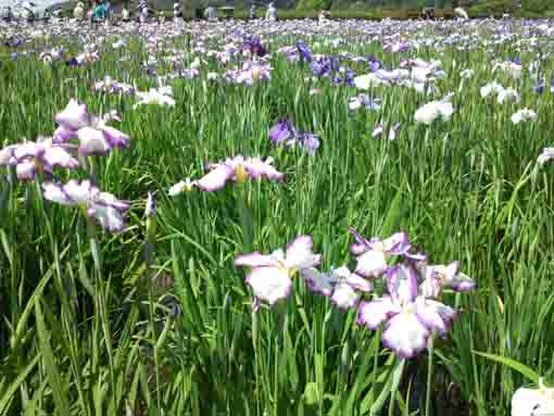 小岩菖蒲園の白い花