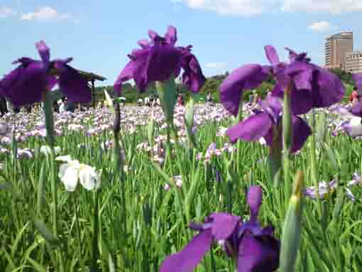 Koiwa Irises Garden