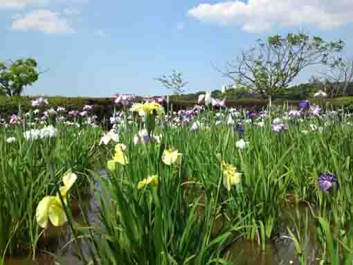 Irises in Koiwa Iris Garden