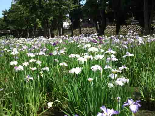 Irises in Mizumoto Park