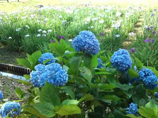 青いあじさいと菖蒲の花