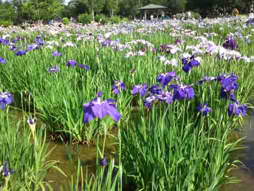 水元公園の紫色の菖蒲の花
