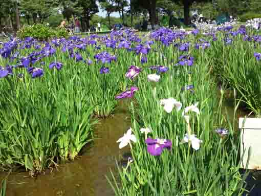 青紫色の菖蒲の花