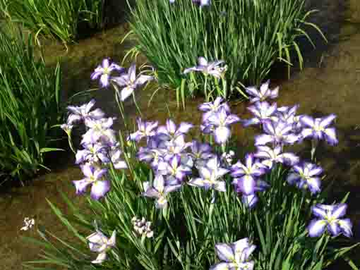 白地に紫色の縁の菖蒲の花