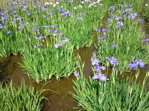 水元公園の青い菖蒲の花