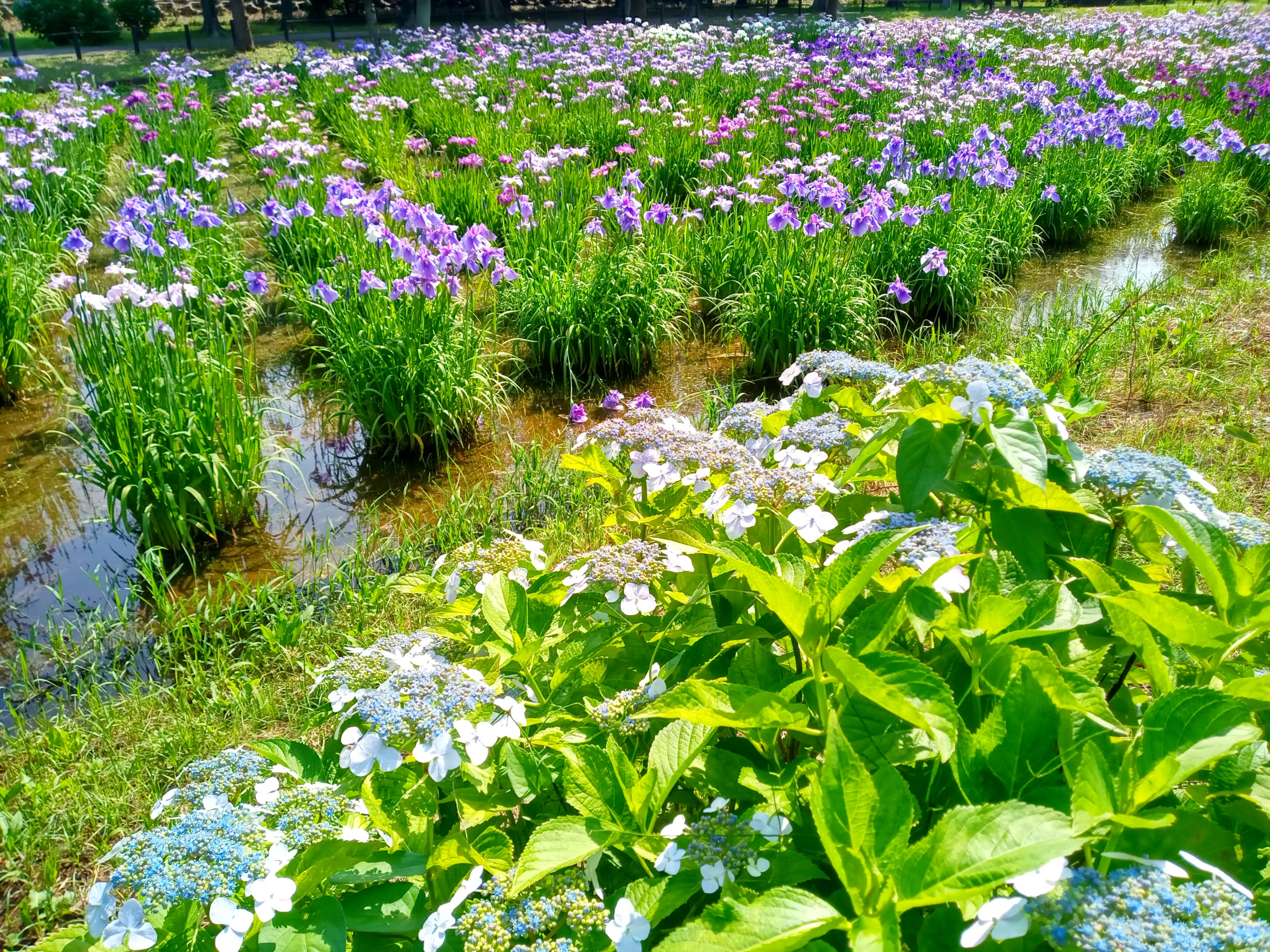 令和５年水元公園の菖蒲田に咲く菖蒲の花々４