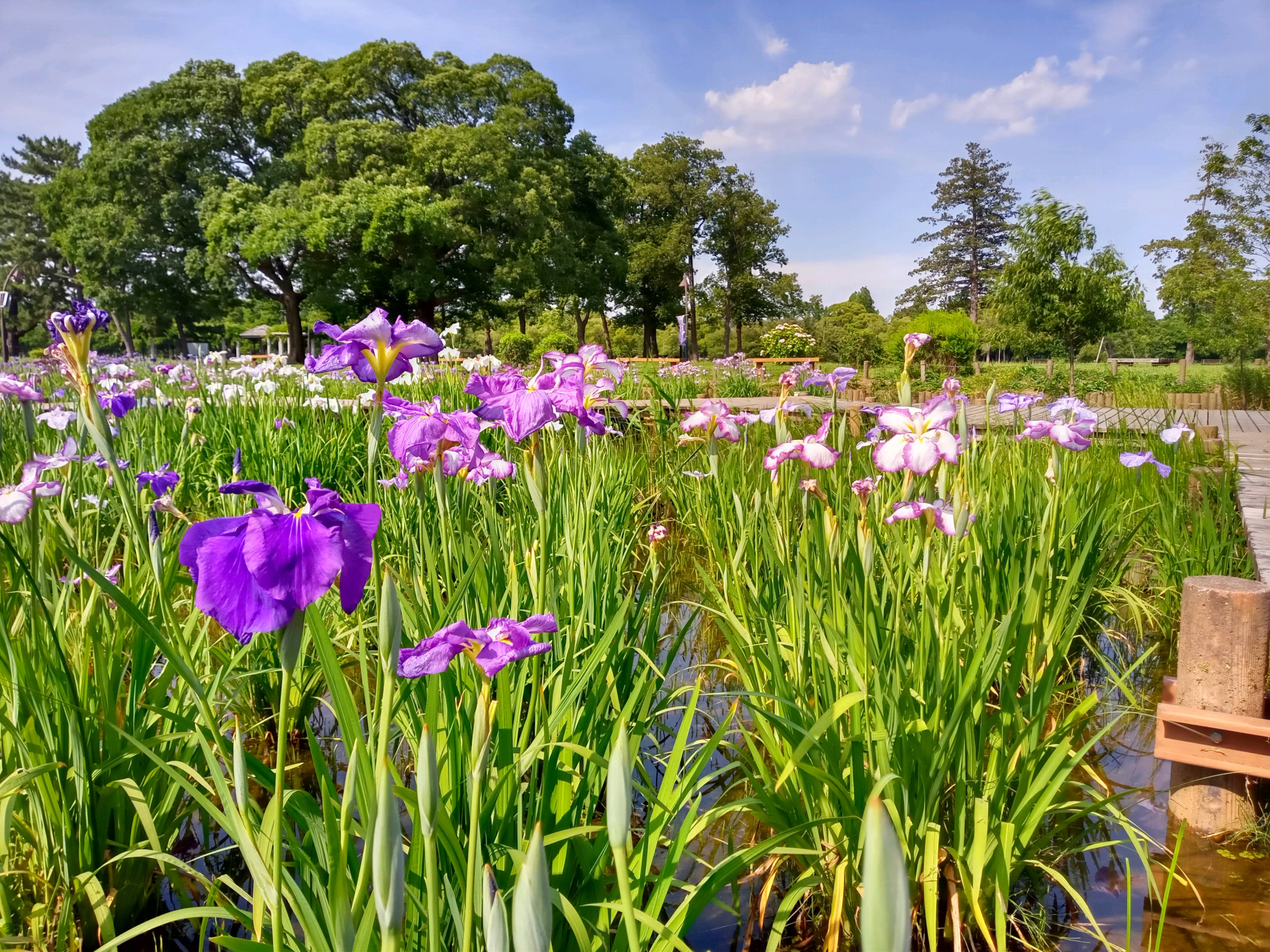 令和５年水元公園の菖蒲田に咲く菖蒲の花々２