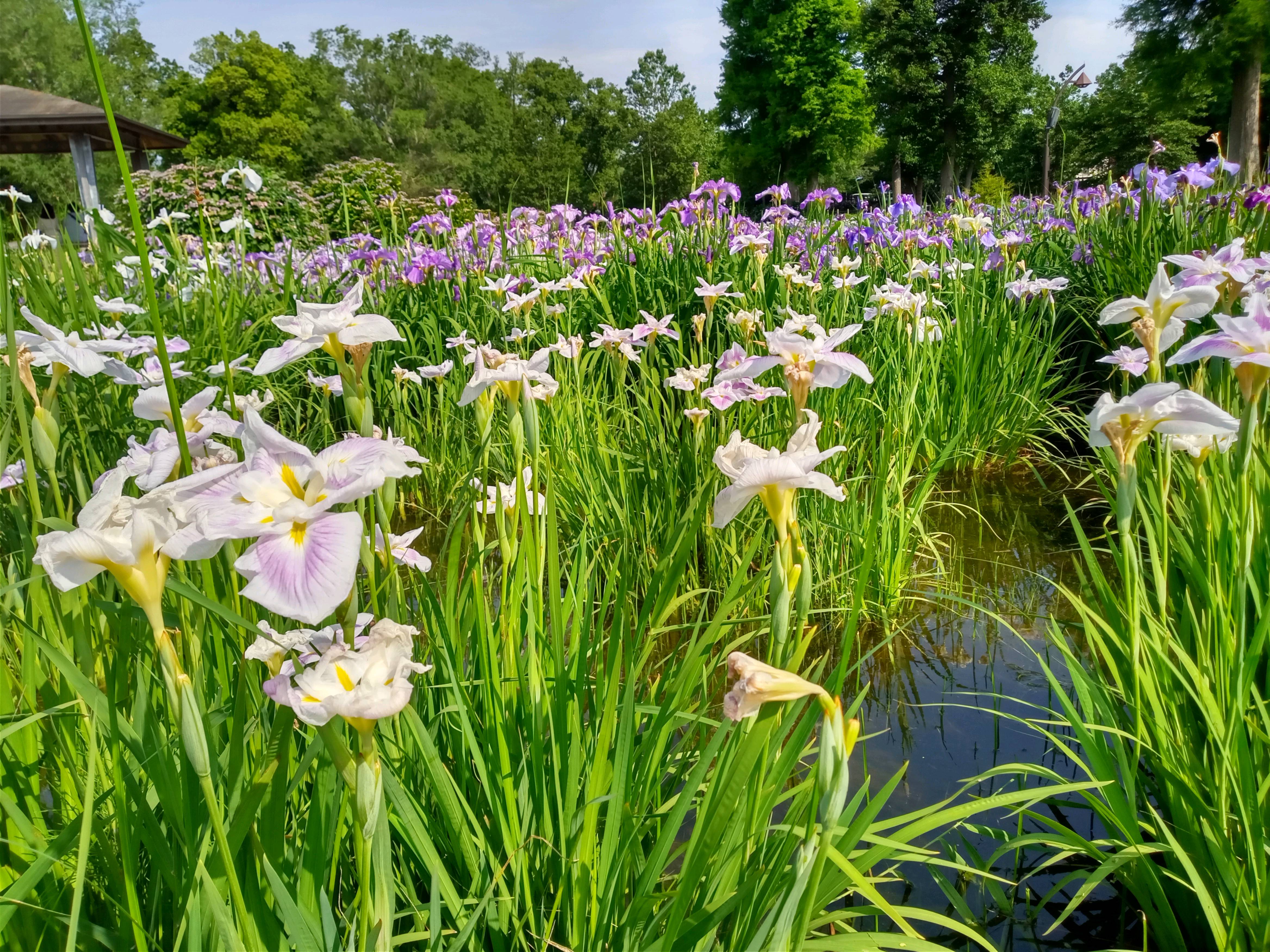 令和５年水元公園の菖蒲田に咲く菖蒲の花々３