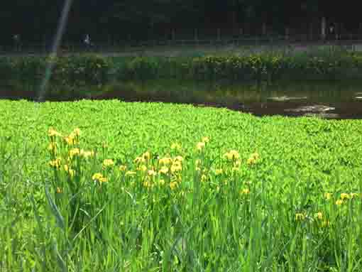 yellow irises on both sides of the pond