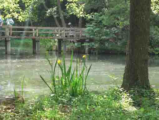 yellow irises and a wooden bridge