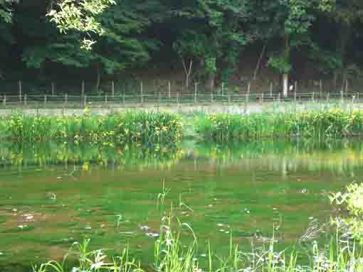 yellow irises blooming beside the pond