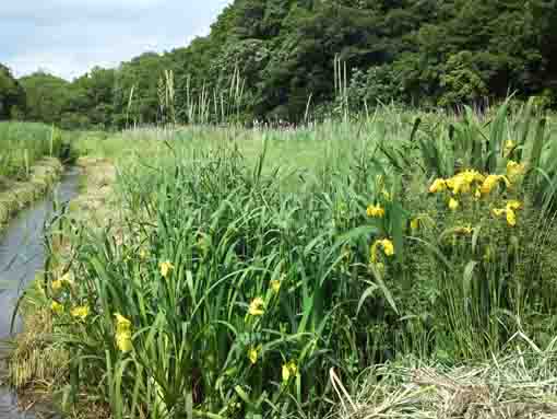 yellow irises blooming beside a spring