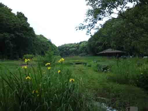 yellow irises blooming along a spring