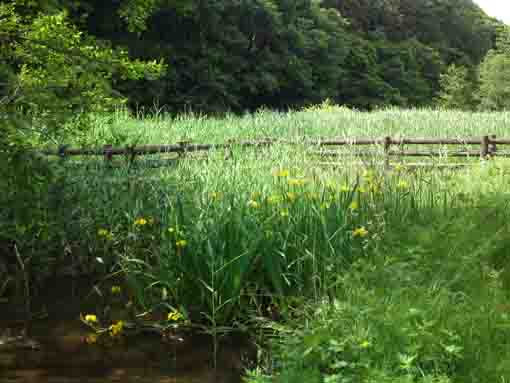 yellow irises blooming by the water