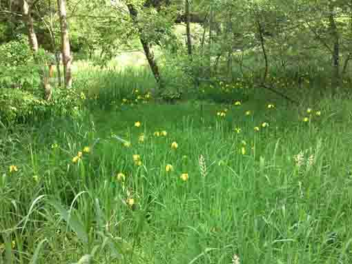 yellow irises blooming in green woods