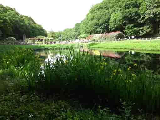 a pond in between roses and irises