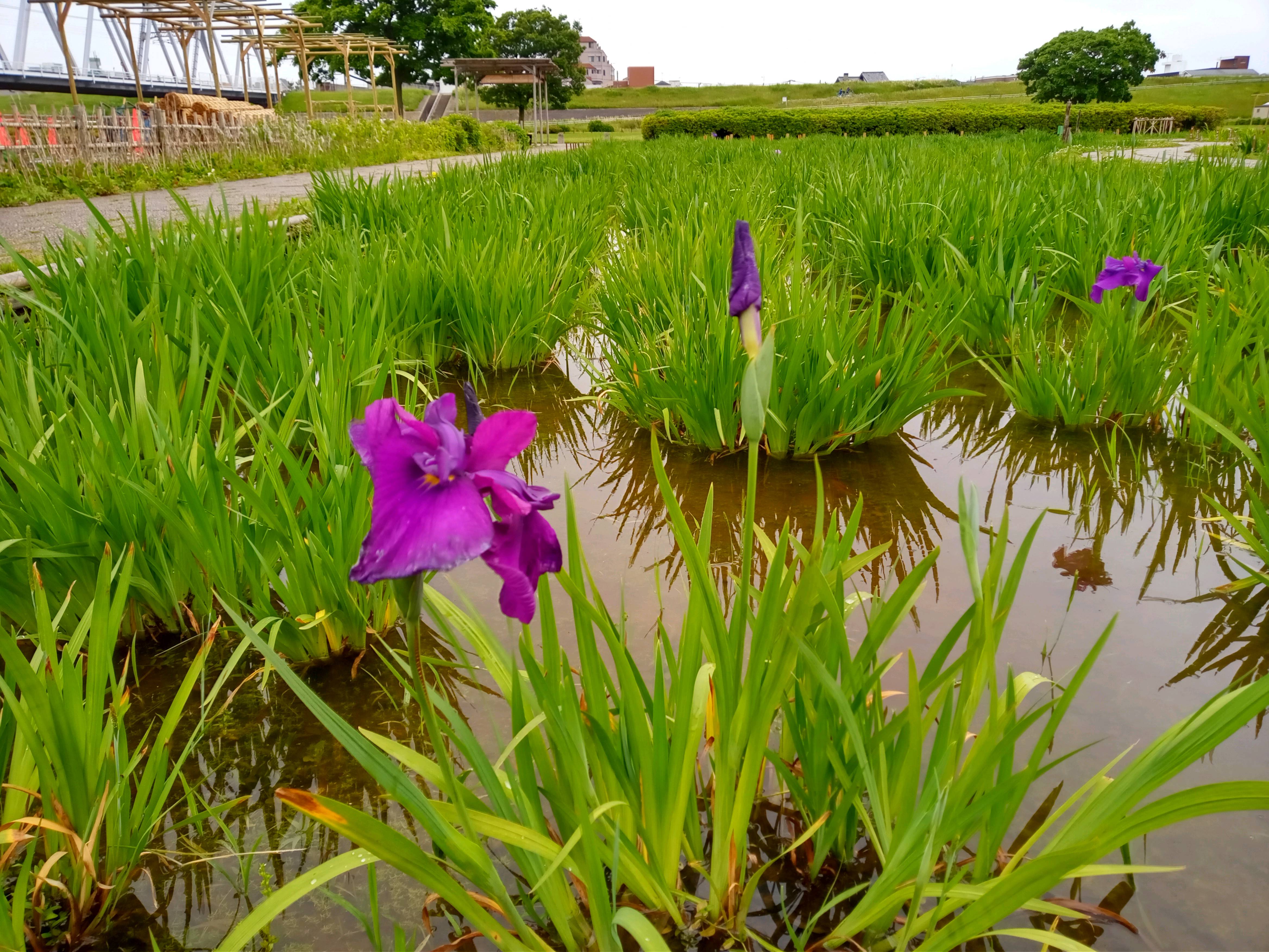 令和５年小岩菖蒲園で開花した菖蒲の花１