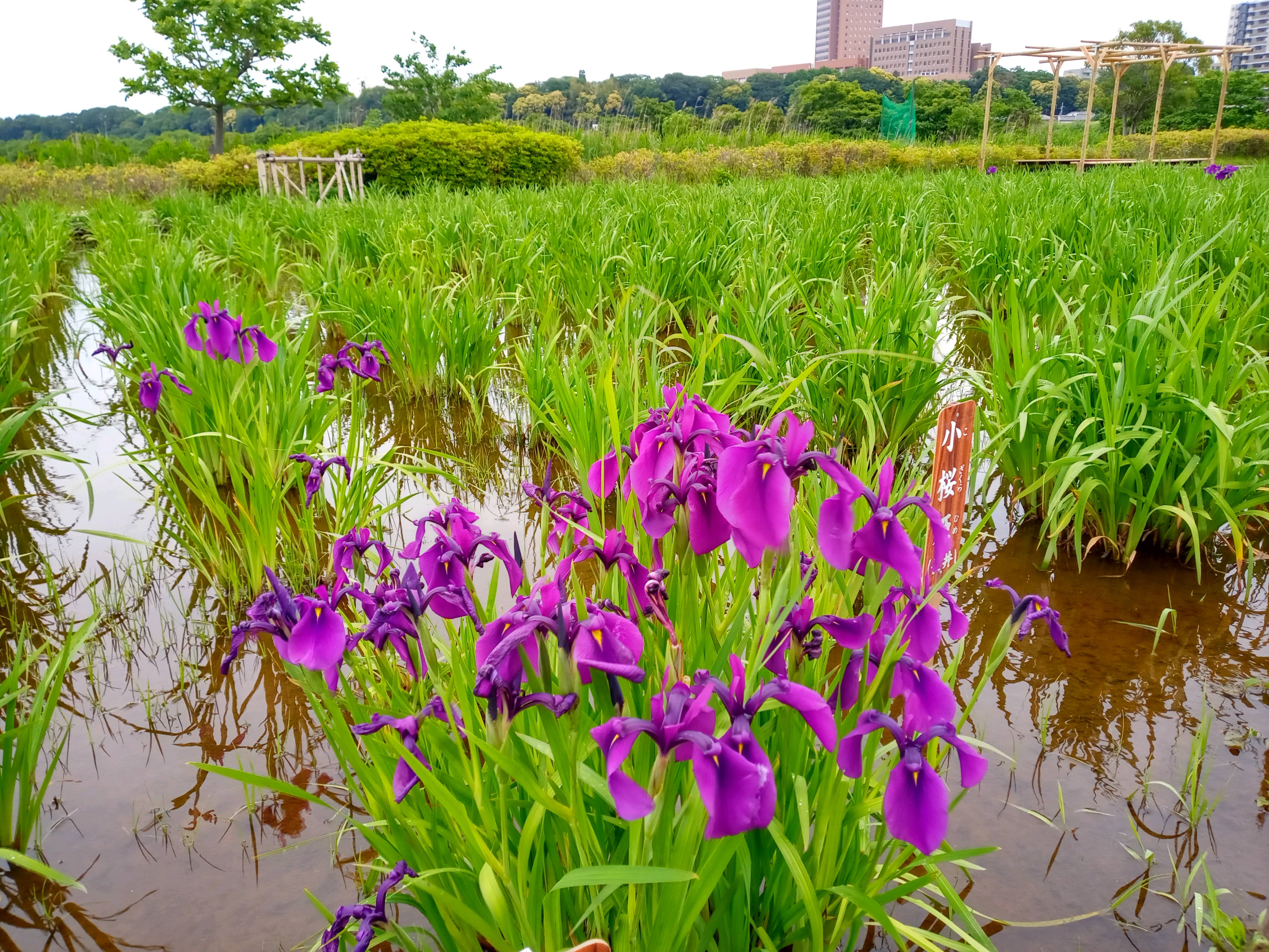 令和５年小岩菖蒲園で開花した菖蒲の花２