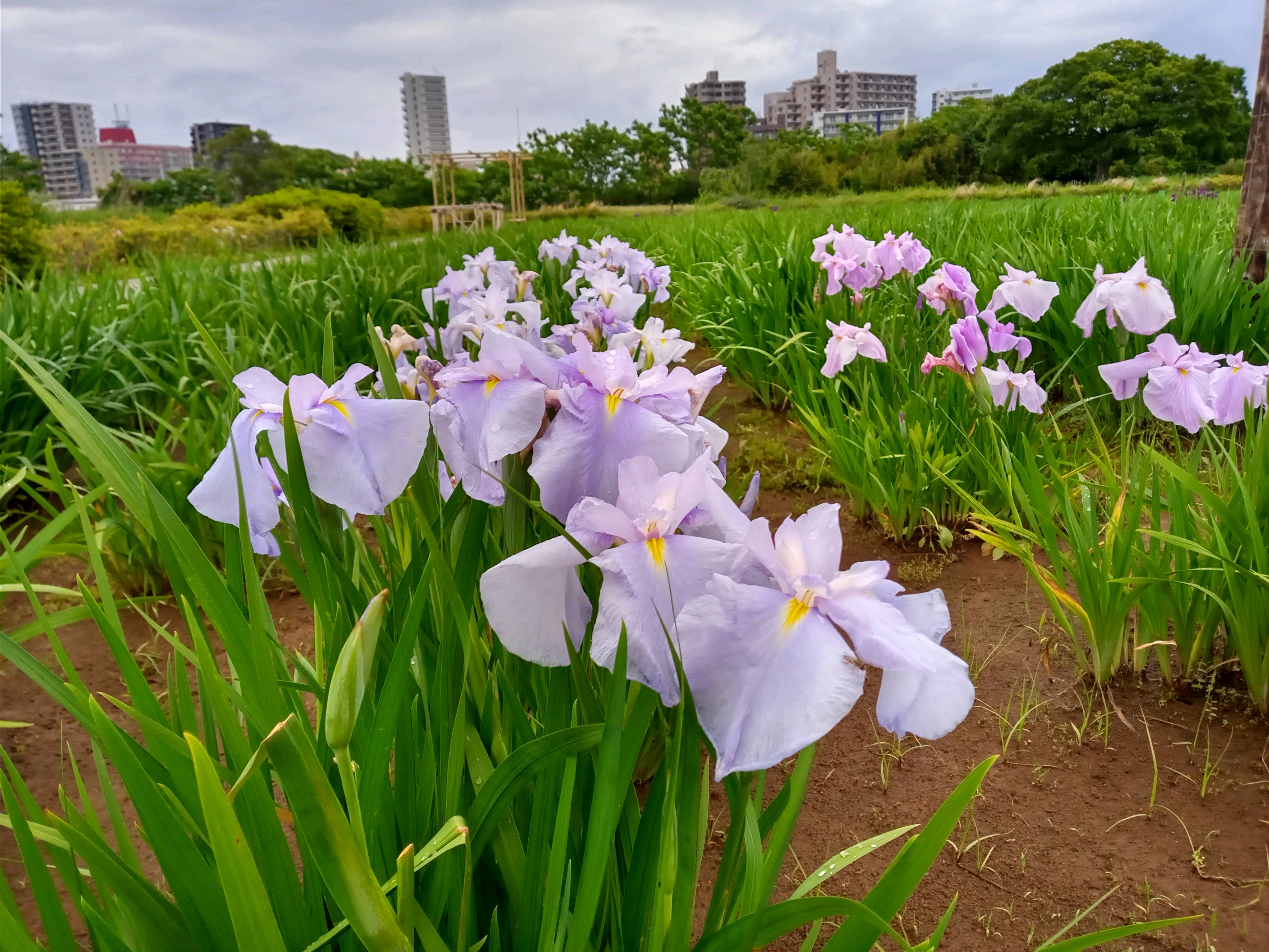 令和５年小岩菖蒲園で開花した菖蒲の花３